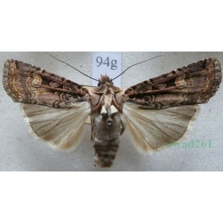 Opigena polygona (Denis & Schiffermüller, 1775) Czech94g
